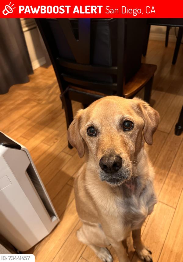 Lost Male Dog last seen Near Streamview drive, San Diego, CA 92115
