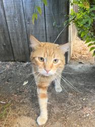 Reunited Unknown Cat last seen Stone Edge Cir, El Cajon, CA 92021, USA, El Cajon, CA 92021