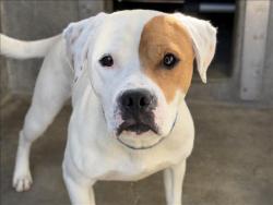 Shelter Stray Male Dog last seen , 1850 W 60th St, Los Angeles, CA 90047, USA