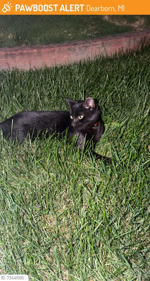 Found/Stray Male Cat last seen Oakman and tireman, Dearborn, MI 48126