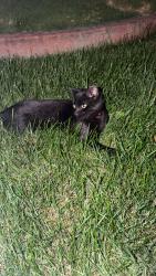 Found/Stray Male Cat last seen Oakman and tireman, Dearborn, MI 48126