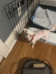 Lost Female Dog last seen Grand and Delir, St. Louis, MO 63111