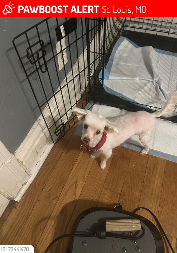 Lost Female Dog last seen Grand and Delir, St. Louis, MO 63111