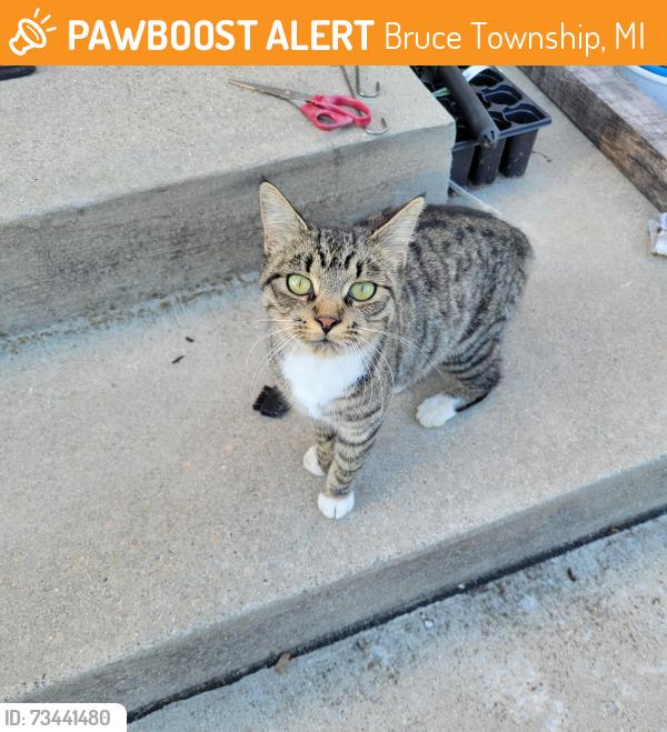 Found/Stray Unknown Cat last seen Between ebbling and 34 mile rd, Bruce Township, MI 48065
