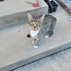 Found/Stray Unknown Cat last seen Between ebbling and 34 mile rd, Bruce Township, MI 48065