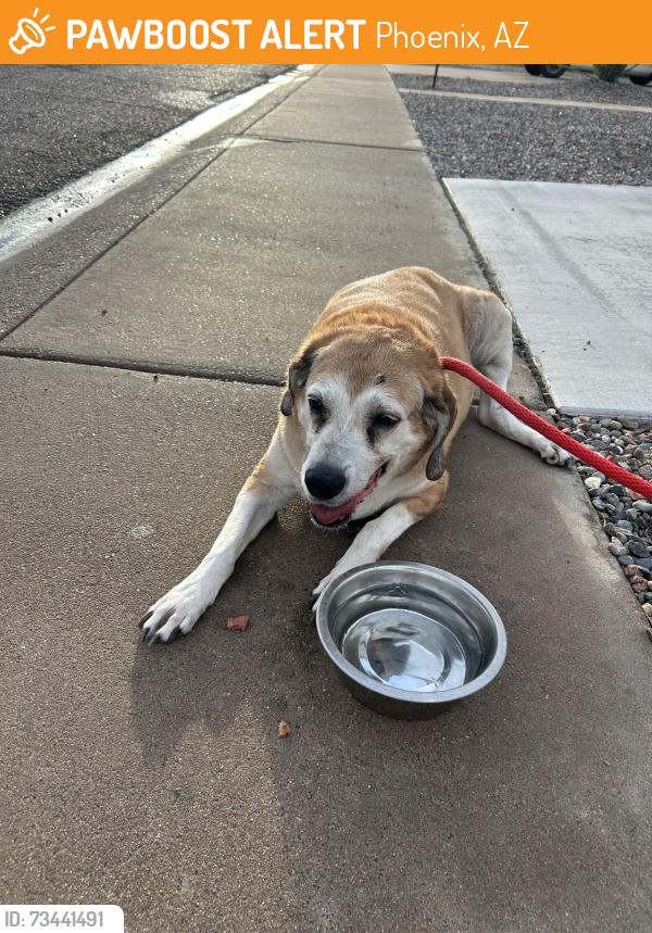 Found/Stray Male Dog last seen Union hills and 19th avenue, Phoenix, AZ 85027