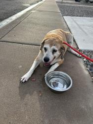 Found/Stray Male Dog last seen Union hills and 19th avenue, Phoenix, AZ 85027