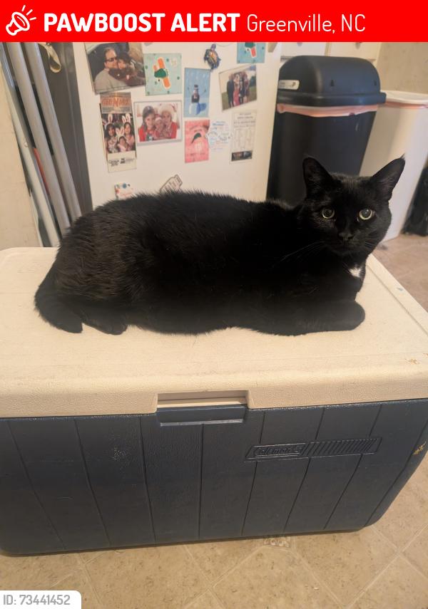 Lost Female Cat last seen Augusta Trails Price Dr Palmer Dr., Greenville, NC 27834