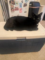 Lost Female Cat last seen Augusta Trails Price Dr Palmer Dr., Greenville, NC 27834