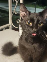 Lost Male Cat last seen Near south ruffner road, Charleston, WV 25314