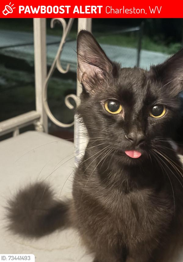 Lost Male Cat last seen Near south ruffner road, Charleston, WV 25314