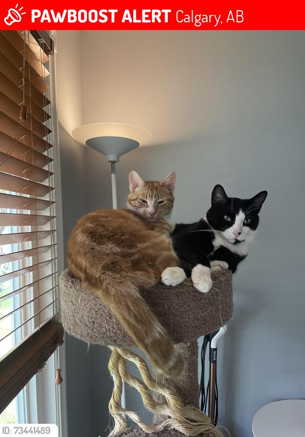 Lost Male Cat last seen Centennial high school, Calgary, AB 