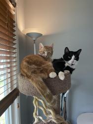 Lost Male Cat last seen Centennial high school, Calgary, AB 