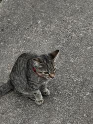 Found/Stray Male Cat last seen Kecoughton, Hampton, VA 23661