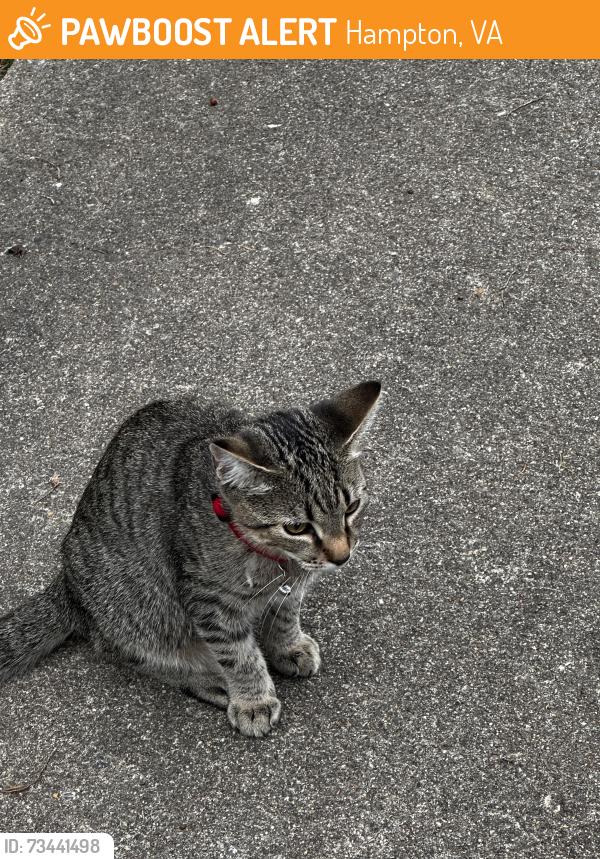 Found/Stray Male Cat last seen Kecoughton, Hampton, VA 23661