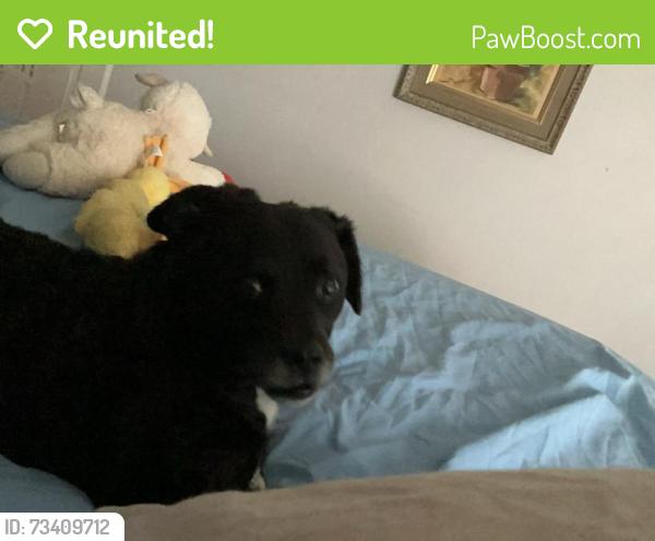Reunited Male Dog last seen Scanlan Ave & Clifton or Old Watson, St. Louis, MO 63139