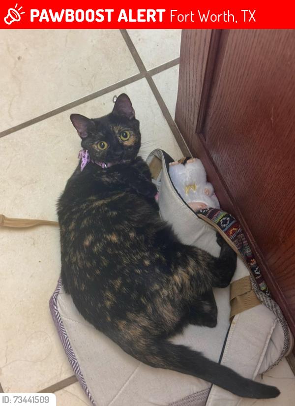 Lost Female Cat last seen North side area, Fort Worth, TX 76106
