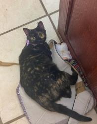 Lost Female Cat last seen North side area, Fort Worth, TX 76106