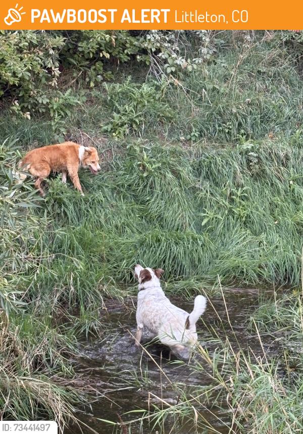 Found/Stray Unknown Dog last seen Entrance to high canal trail at 2nd St and Oswego St. going left in the canal, Littleton, CO 80120