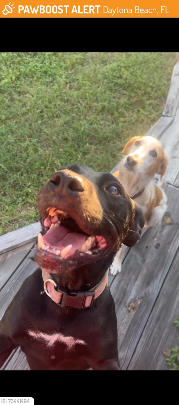 Found/Stray Female Dog last seen Near beacon dr daytona beach, Daytona Beach, FL 32117