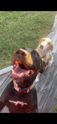 Found/Stray Female Dog last seen Near beacon dr daytona beach, Daytona Beach, FL 32117