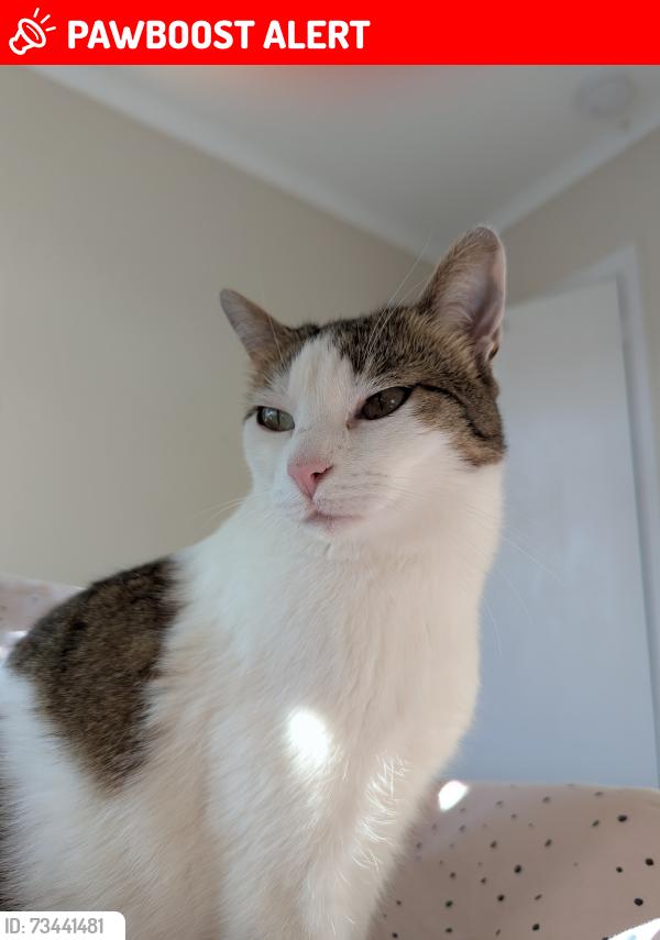 Lost Female Cat last seen Northfield Avenue, Greater London, England W5 4UA