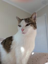 Lost Female Cat last seen Northfield Avenue, Greater London, England W5 4UA