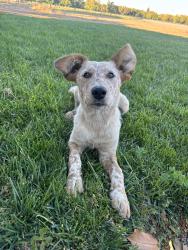 Found/Stray Female Dog last seen Alpine Road, Lodi, CA 95240