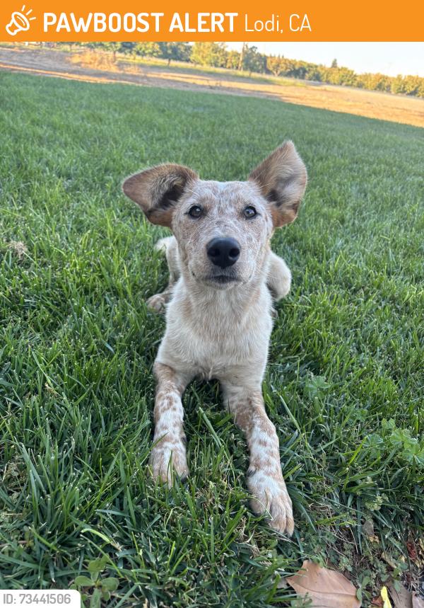 Found/Stray Female Dog last seen Alpine Road, Lodi, CA 95240