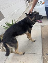 Found/Stray Male Dog last seen El Evado in victorville, Ca, Victorville, CA 92394