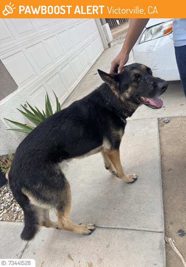 Found/Stray Male Dog last seen El Evado in victorville, Ca, Victorville, CA 92394