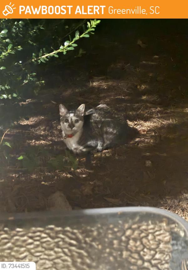 Found/Stray Unknown Cat last seen Turtle creek apmts, Greenville, SC 29615