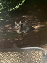 Found/Stray Unknown Cat last seen Turtle creek apmts, Greenville, SC 29615