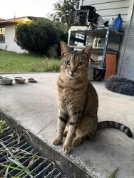 Found/Stray Male Cat last seen 346A and SW 141 Ave Archer Fl, Archer, FL 32618