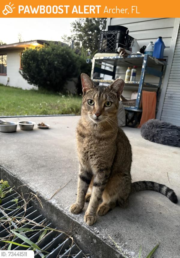Found/Stray Male Cat last seen 346A and SW 141 Ave Archer Fl, Archer, FL 32618