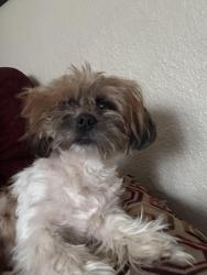 Lost Male Dog last seen Pershing St high point NC, High Point, NC 27260