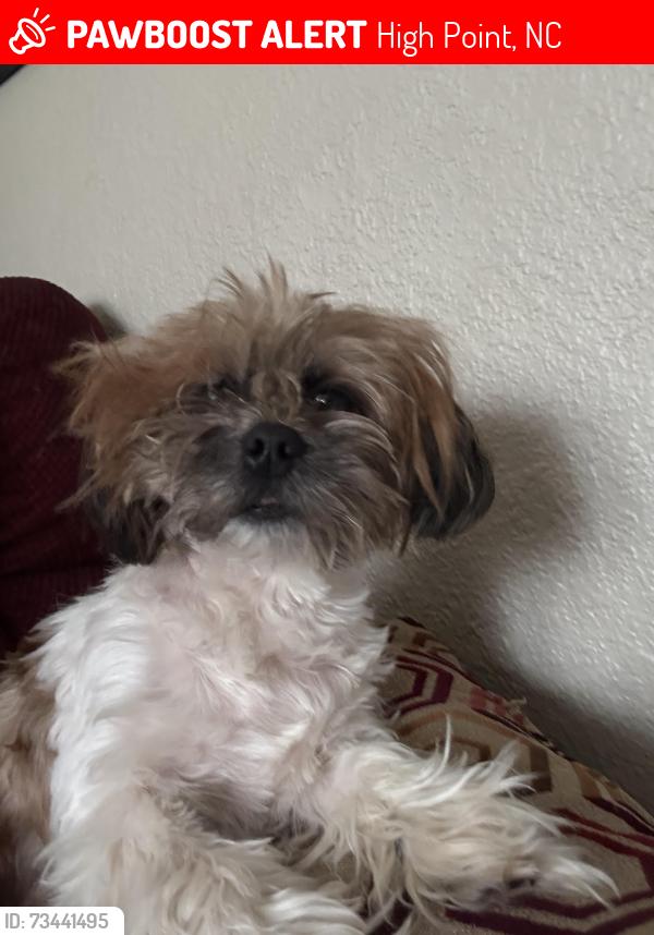 Lost Male Dog last seen Pershing St high point NC, High Point, NC 27260
