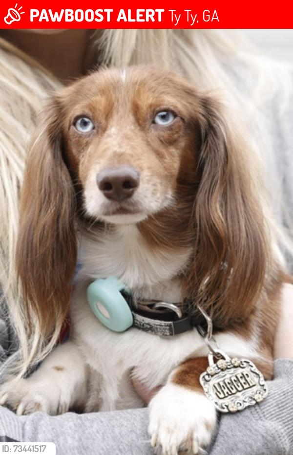 Lost Male Dog last seen Brown Cemetery Road in Scooterville, Ty Ty, GA 31795