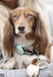 Lost Male Dog last seen Brown Cemetery Road in Scooterville, Ty Ty, GA 31795