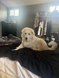 Lost Male Dog last seen Fridley, Fridley, MN 55432