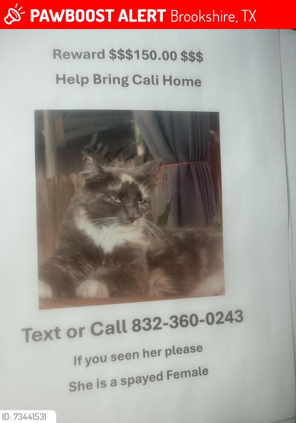Lost Female Cat last seen 4th st, Brookshire, TX 77423