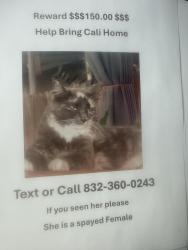 Lost Female Cat last seen 4th st, Brookshire, TX 77423