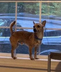 Lost Male Dog last seen old haw creek road, Asheville, NC 28805