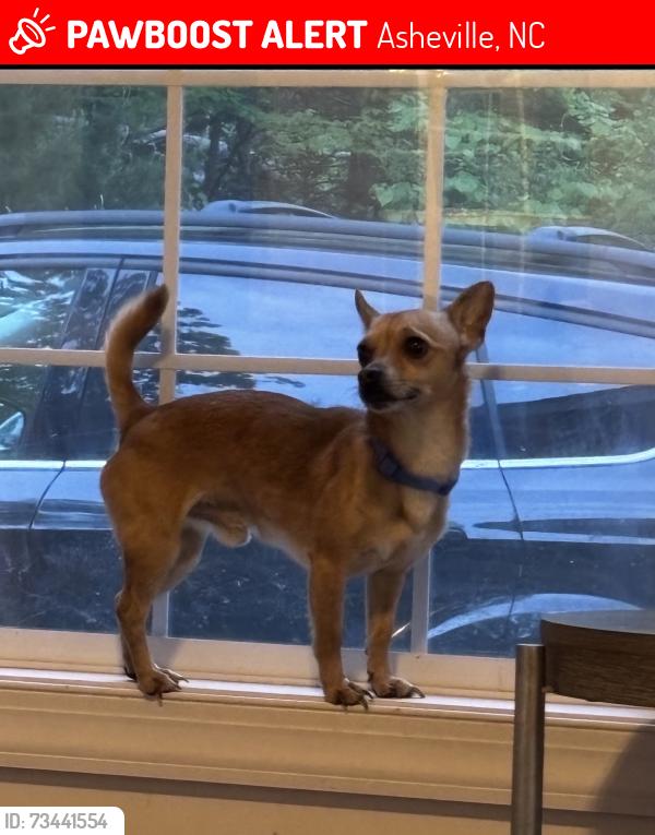 Lost Male Dog last seen old haw creek road, Asheville, NC 28805