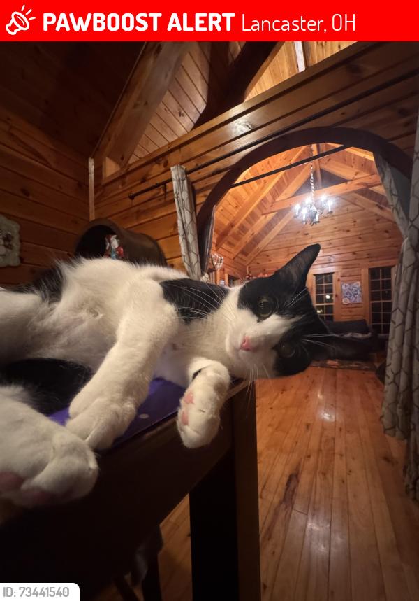 Lost Male Cat last seen Canine Academy, Lancaster, OH 43130