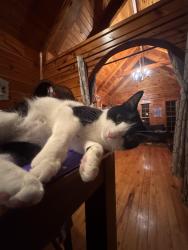 Lost Male Cat last seen Canine Academy, Lancaster, OH 43130