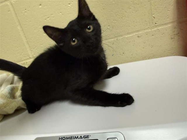 Shelter Stray Male Cat last seen FRONT ST & U ST, 2127 Front St, Sacramento, CA 95818, USA
