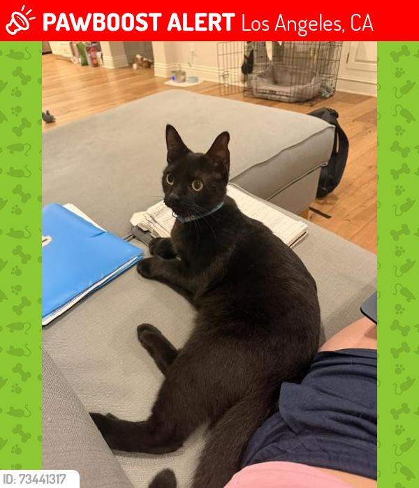 Lost Male Cat last seen Berwick St. and Beloit St., Los Angeles, CA 90049