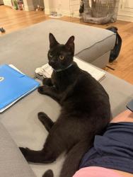 Lost Male Cat last seen Berwick St. and Beloit St., Los Angeles, CA 90049