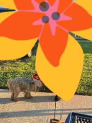 Found/Stray Male Dog last seen Glengate Dr, Columbus, OH 43232